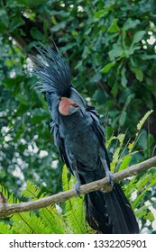 Big Blue Macaw Parrot Sitting On Stock Photo 1332205901 | Shutterstock