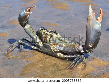Big blue mud crab with red eyes, holding its claws in the air in a defencive pose. The crab is standing in shallow water in the sand on a beach. 