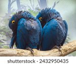 Big blue parrot Ara Hyacinth Macaw, Anodorhynchus hyacinthinus, blue king green Amazon 