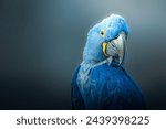 Big blue parrot, Hyacinth Macaw,  rare blue bird photography over dark background