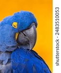 Big blue parrot, Hyacinth Macaw,  rare blue bird closing its eyes photographed over orange background