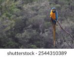 Big blue parrot Hyacinth Macaw, Anodorhynchus hyacinthinus, wild bird at Goias, Brazil