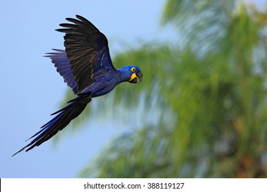 Big blue parrot Hyacinth Macaw, Anodorhynchus hyacinthinus, wild bird flying on the dark blue sky, action scene in the nature habitat, green palm tree in the background in Pantanal, Brazil.