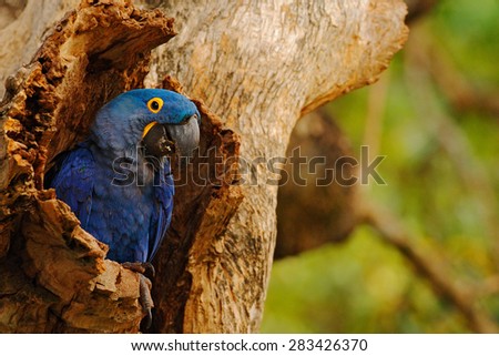 Big blue parrot Hyacinth Macaw, Anodorhynchus hyacinthinus, in tree nest cavity in Pantanal, Brazil.