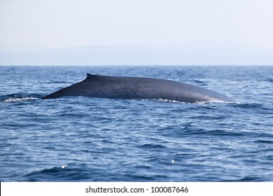 Big Blue Whale