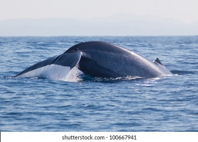 Big Blue Whale Sri Lanka