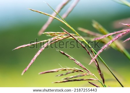 Big bluestem grass close up in a meadow in Waukesha County, Wisconsin.