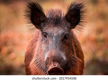 big boar looking at camera 
 - Shutterstock ID 2017954508