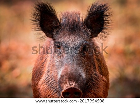 big boar looking at camera 
