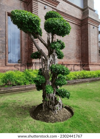 Big bonsai pine tree in the garden of a building. Bonsai tree. Plants for garden landscaping.