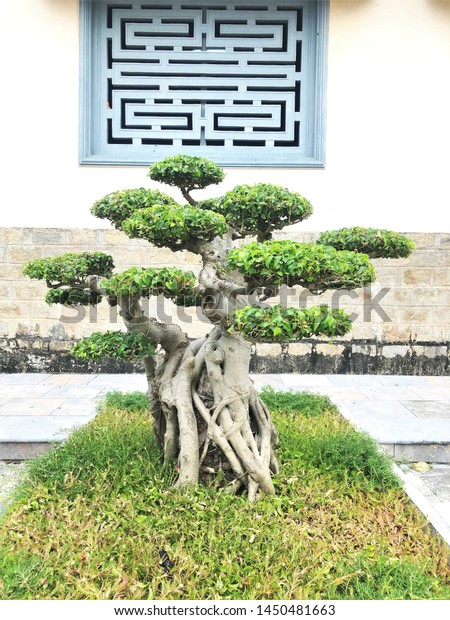 Big Bonsai Tree Japanese Culture Stock Photo Edit Now 1450481663