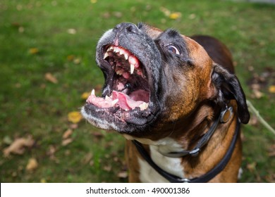 Big boxer with angry facial expression is barking.