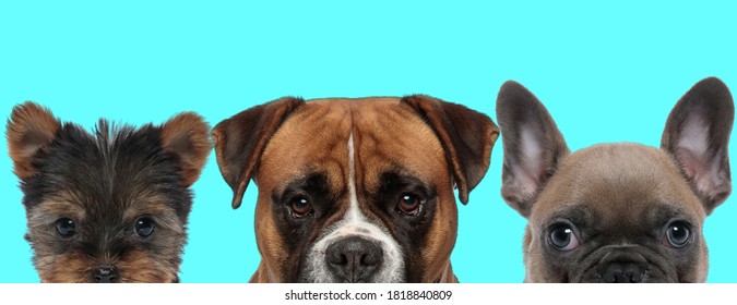 Big Boxer Dog Standing Between A Small Shih Tzu Dog And French Bulldog Dog On Blue Background 