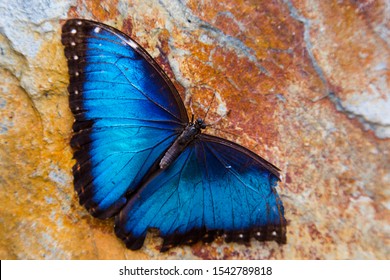 big bright blue butterfly sitting on stone with a broken wing