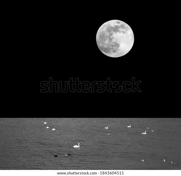 Big, bright full moon shining in the dark\
night and illuminating the birds and\
water