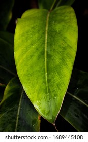 Big Bright Green Leaf Covered with Rain Drops closeup photograph 