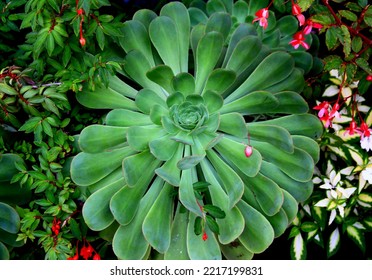 Big Bright Green Succulent Close Up Surrounded By Small Pink Flowers	