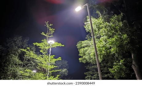 grandes luces y grandes árboles en el parque por la noche