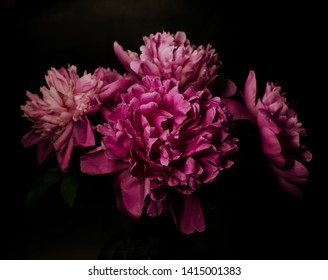 Big Bright Peony Against Black Backdrop. Dark Moody Floral Background.