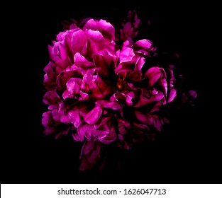 52,088 Peony on black background Images, Stock Photos & Vectors