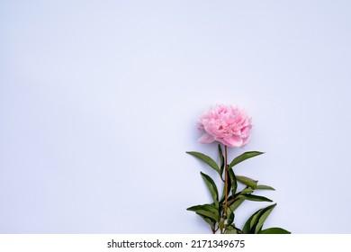 Big bright peony against white backdrop. Art toned photo of spring flower. Pink and white peonies isolated on white background. Spring, wedding background. Flat lay, copy space. Panorama.