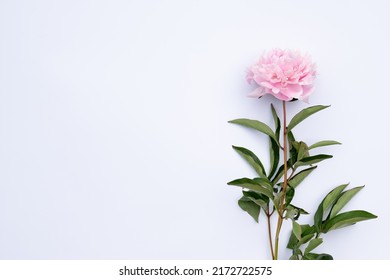 Big bright peony against white backdrop. Art toned photo of spring flower. Pink and white peonies isolated on white background. Spring, wedding background. Flat lay, copy space. Panorama.