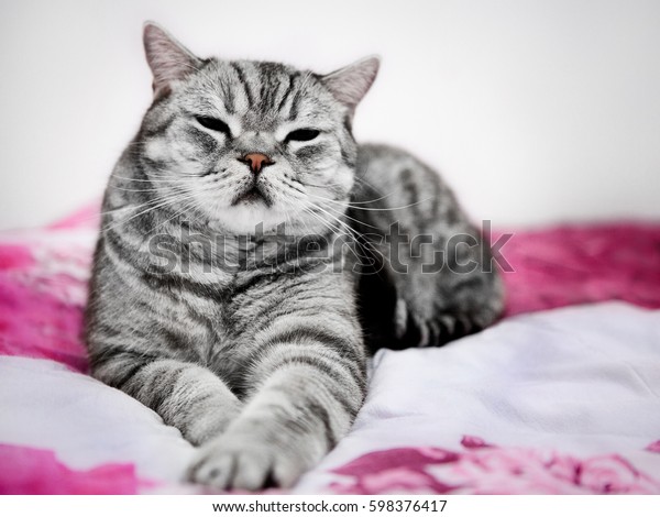 Big British Shorthair Grey Striped Cat Stock Image Download Now