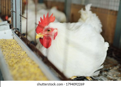 A big broiler rooster sits in a cage against the background of a poultry farm. Broiler chicken breeding.