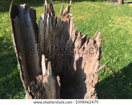 Big Broken tree trunk stump close up in sunny green grass field, summer day