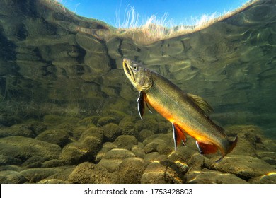 Big Brook Trout (Salvelinus Fontinalis) Swimming In Nice River. Beautiful Brook Charr Close Up Photo. Underwater Photography In Wild Nature. Mountain Creek Habitat.