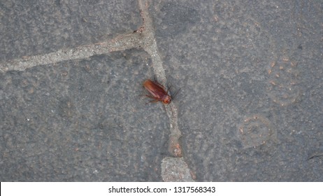 Big Brown Banded Cockroach