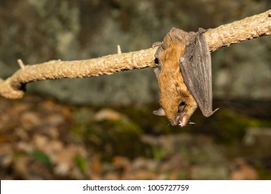 Big Brown Bat