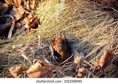 Big Brown Bat