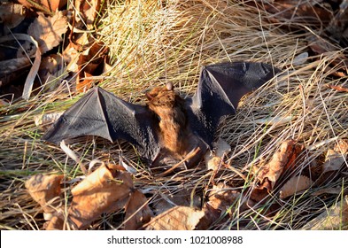 Big Brown Bat