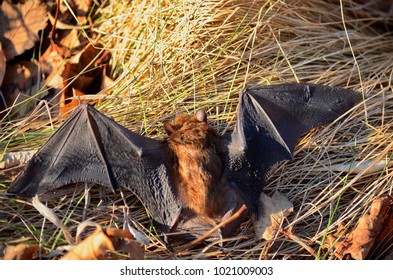 Big Brown Bat