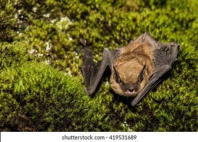 Big Brown Bat 