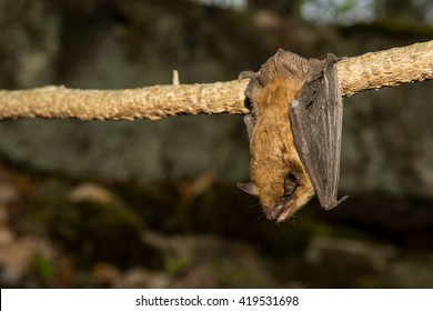 Big Brown Bat 