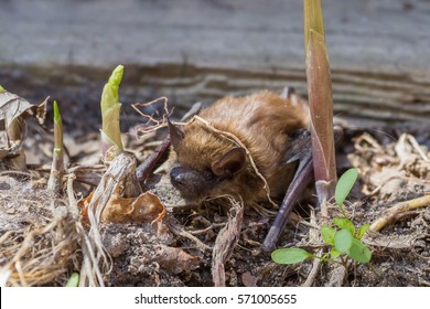 Big Brown Bat