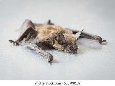 Big Brown Bat