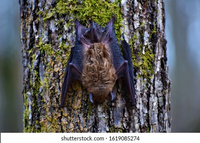 A big brown bat is found out of hibernation during a winter warm spell in East, TN.  The grounded bat crawled up the tree, lowers its heart rate and sleeps.  Bats will drop to take flight.