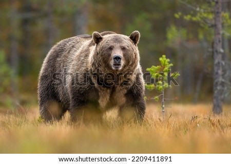 Big brown bear in autumn before hibernation