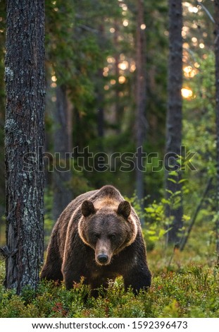 Similar – Brown Bear on forest