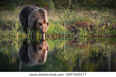 A big brown bear drinking from a lake and its mirroring reflection on the water