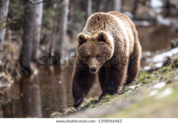 Big brown
bear in the forest. Close-up of a
bear.