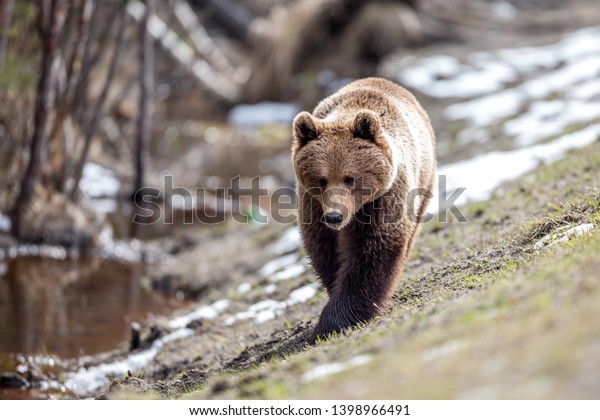 Big brown
bear in the forest. Close-up of a
bear.