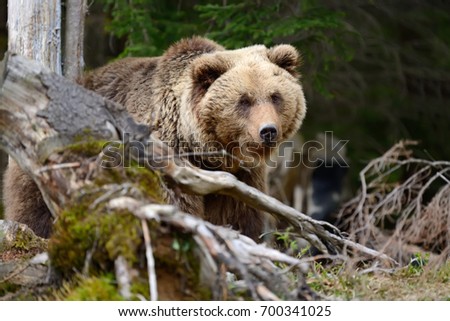 Similar – Brown Bear