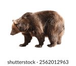 Big brown bear isolated on white background.