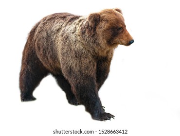 359,496 Bear white background Images, Stock Photos & Vectors | Shutterstock