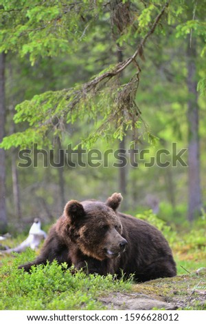 Similar – Image, Stock Photo Brown Bear