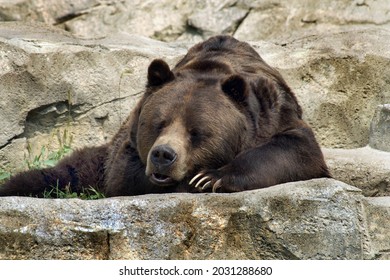              big brown bear is lying on a big stone                  